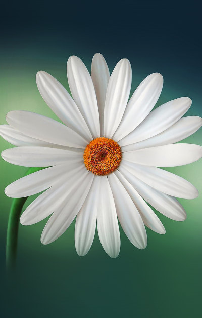 白色唯美的菊花摄影手机壁纸