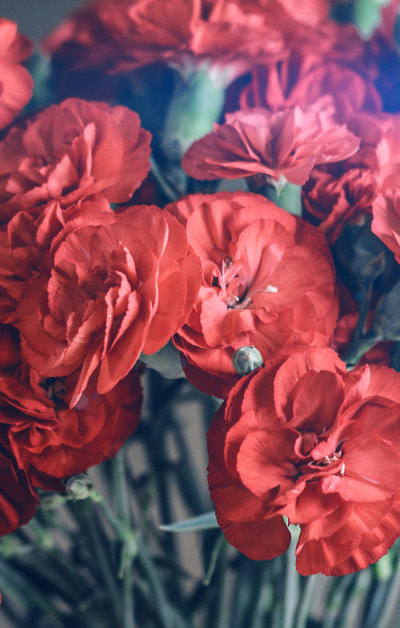 唯美暖色摄影的一束红花手机壁纸