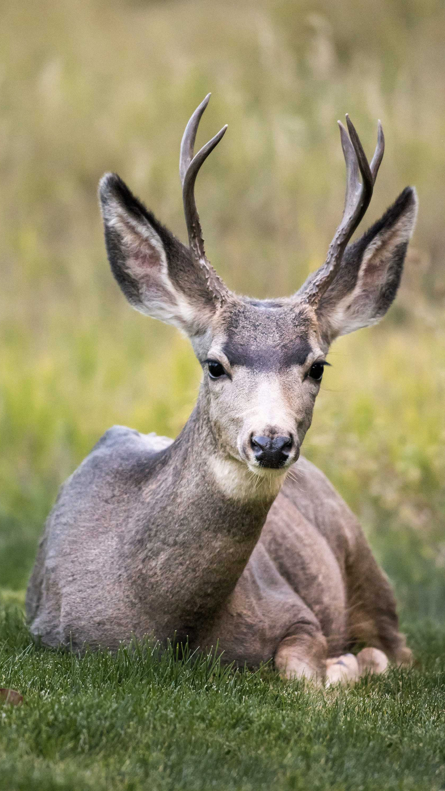 蹲在草地的小鹿摄影手机壁纸
