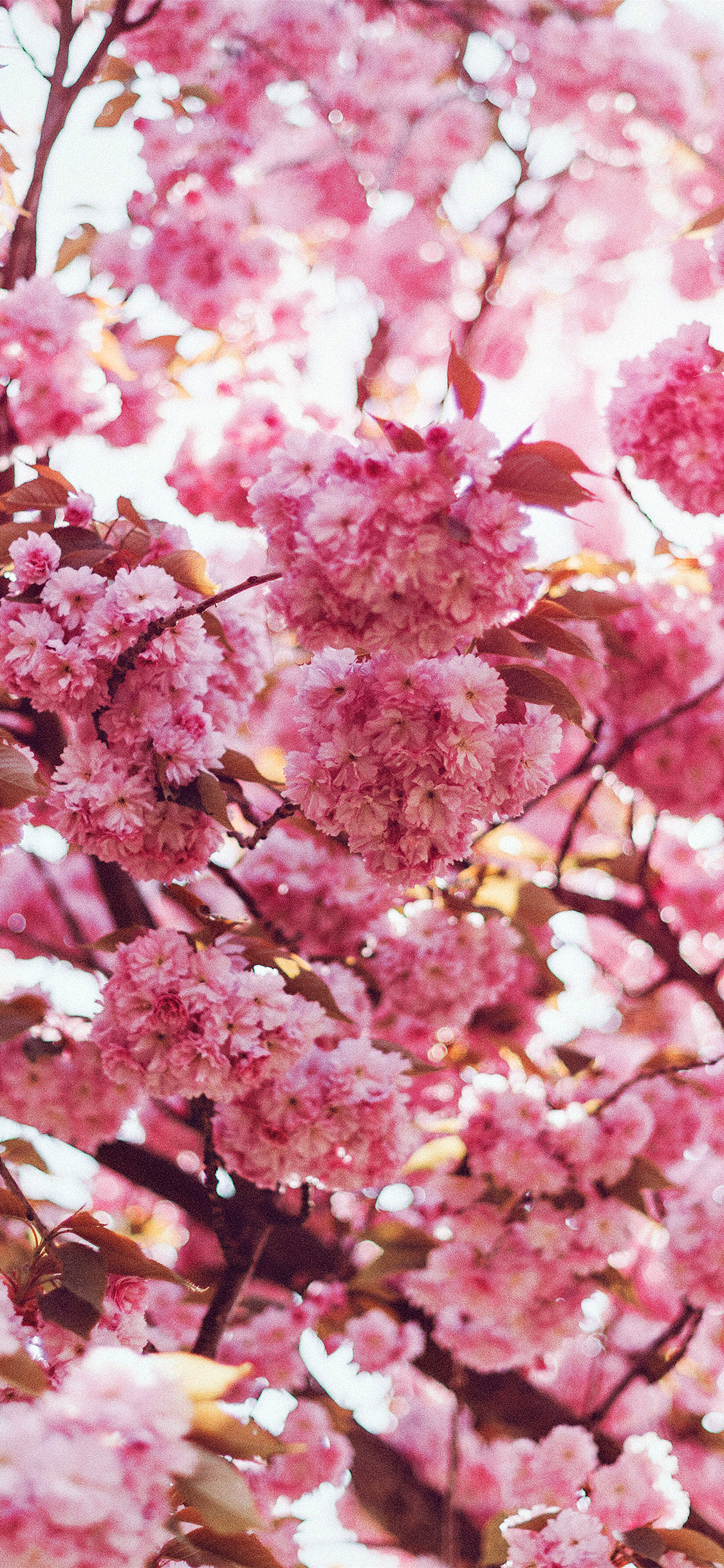 开满枝头的粉色樱花手机壁纸