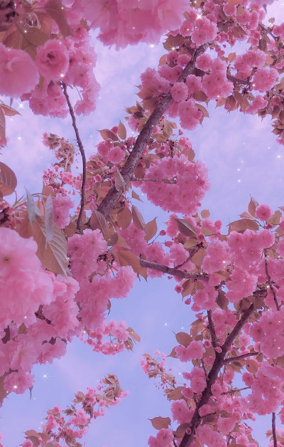 盛开的粉色梅花手机桌面壁纸
