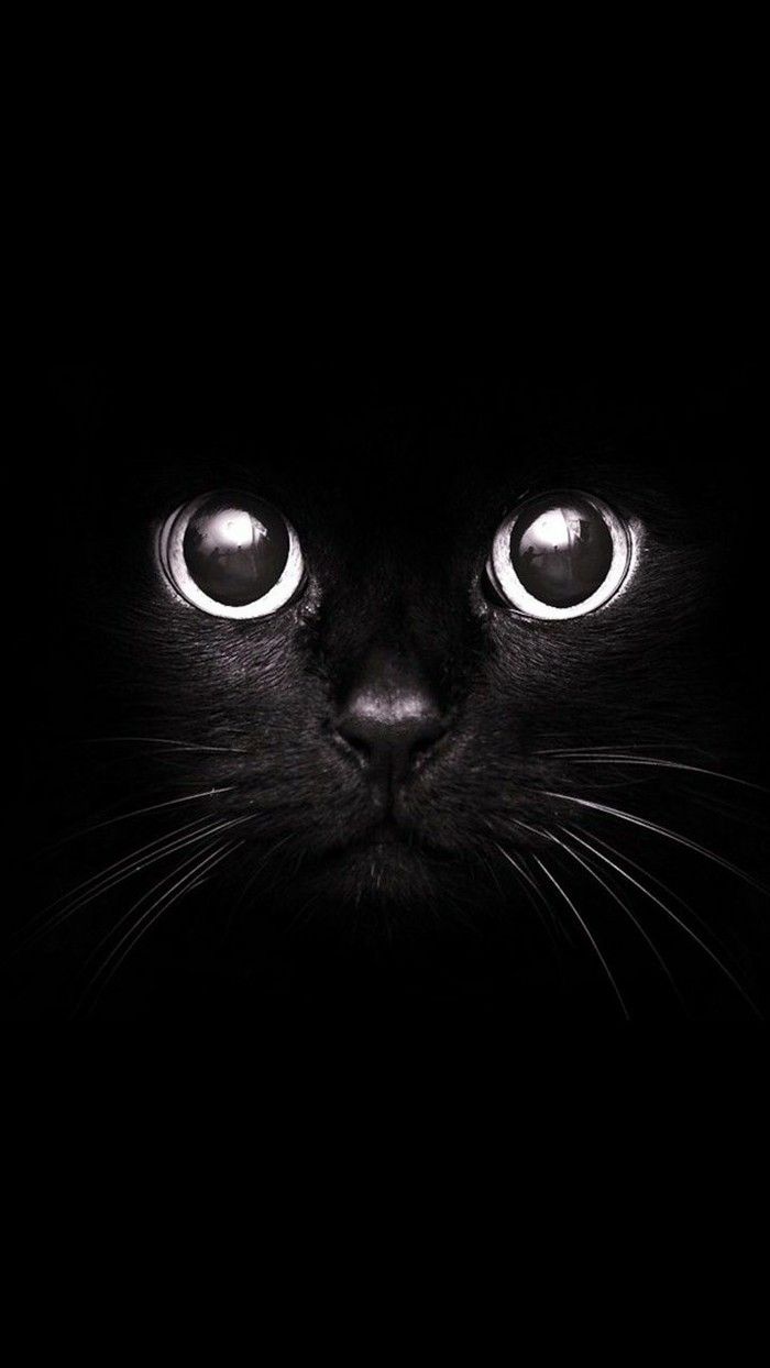 黑猫的脸部特写创意手机背景