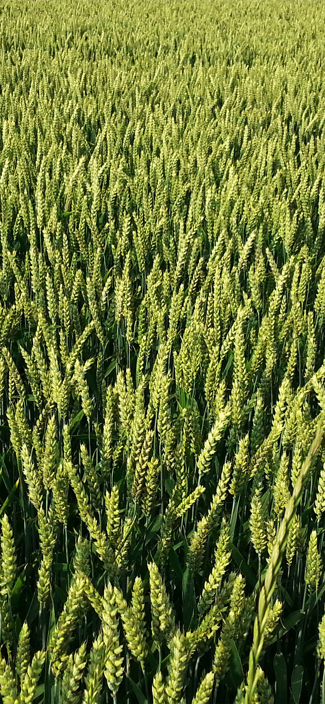 绿油油的小麦地手机壁纸，丰收的季节