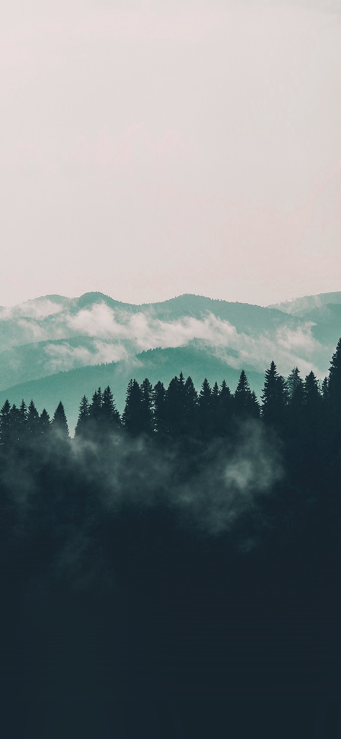 云山雾里，清晨雾气弥漫的森林手机壁纸
