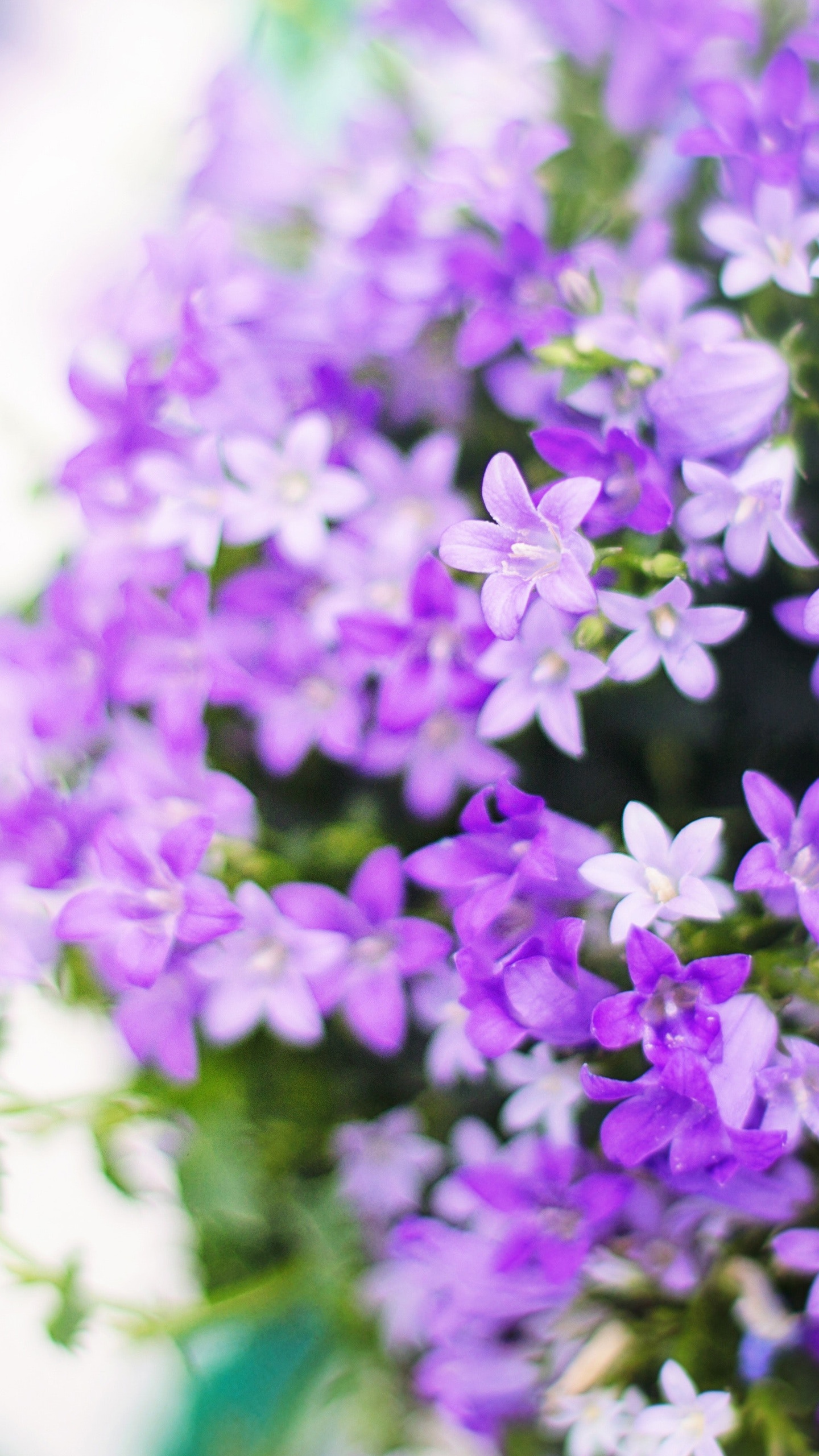紫色的蓝铃花