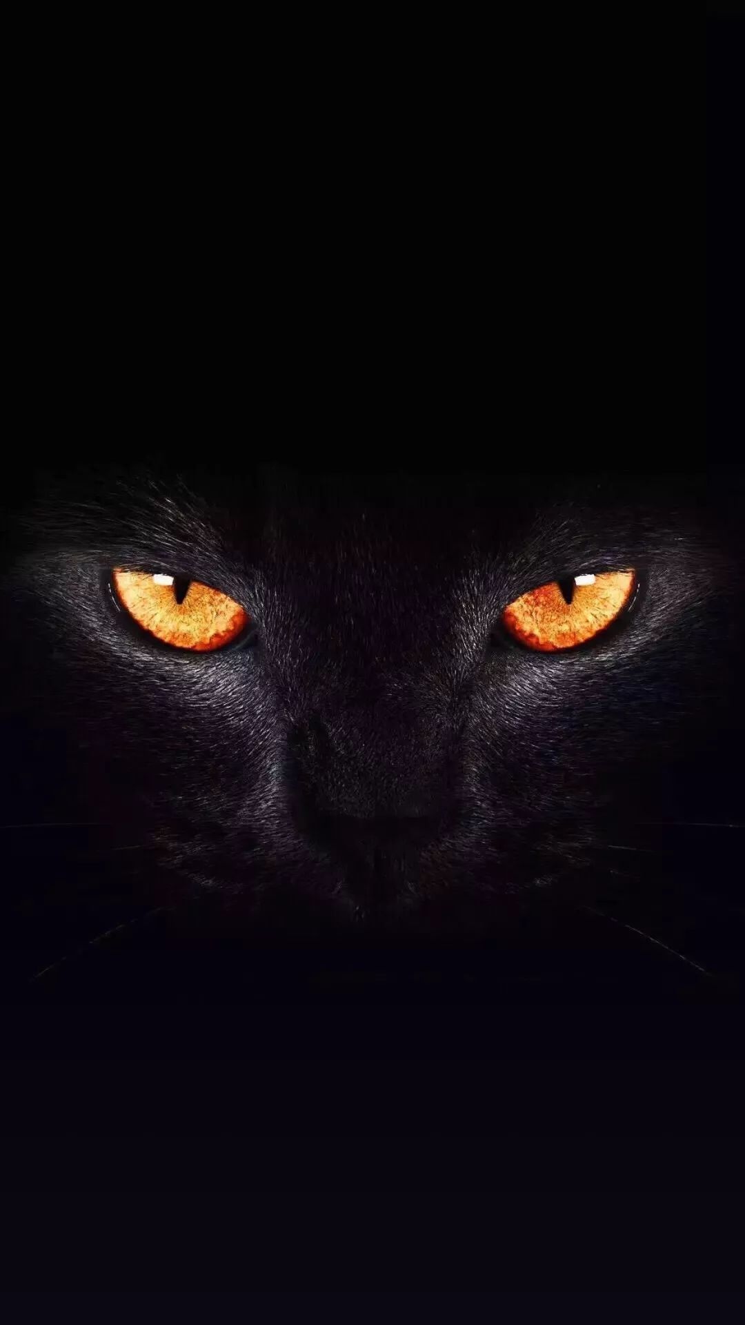 抖音里的黑猫睁眼