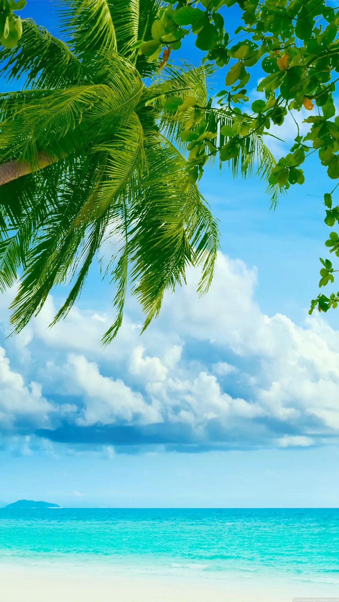 热带海滩椰子树