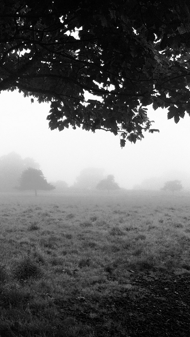 树盖野战雾