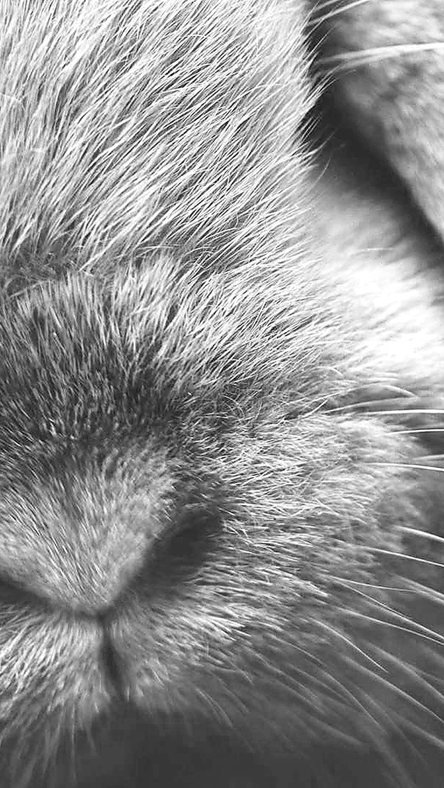 可爱的小兔子鼻子