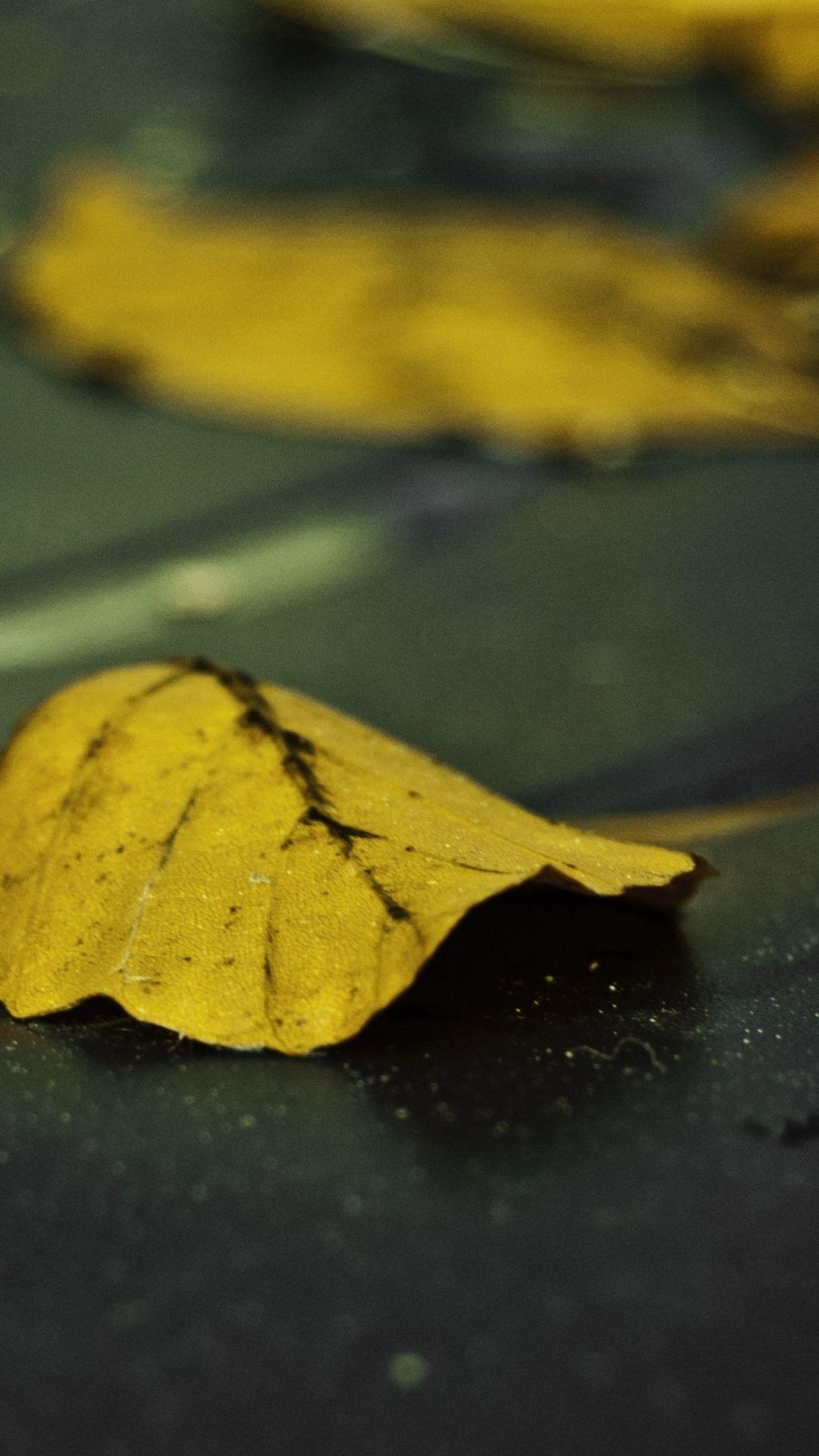 街道上的下落的黄色叶子