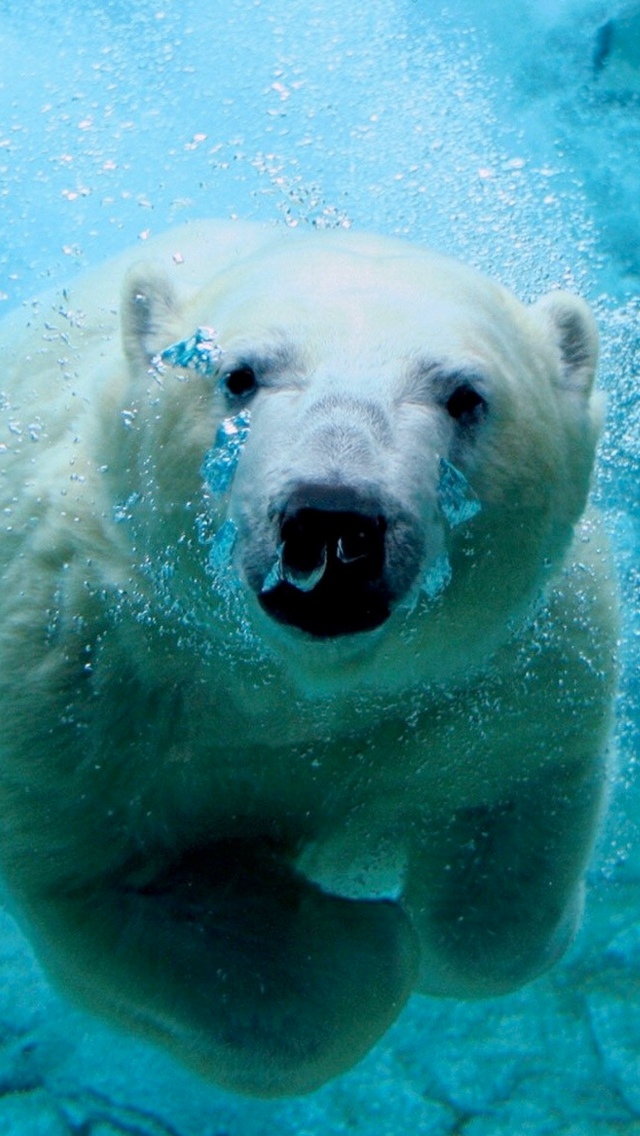 水中萌萌北极熊