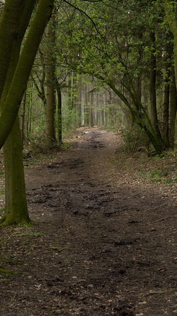 森林里幽静的小路