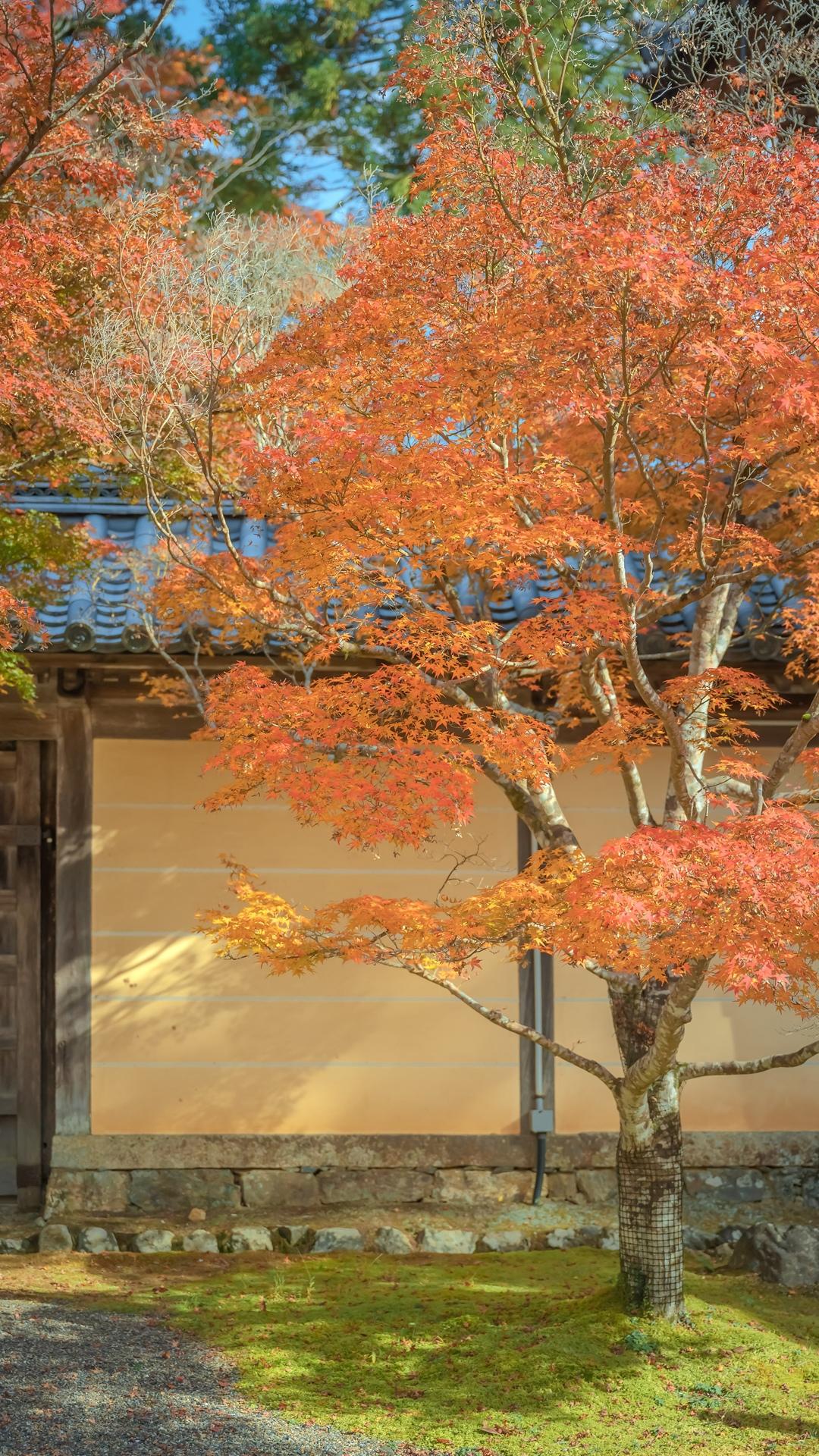 秋日庭院枫树意境迷人写真