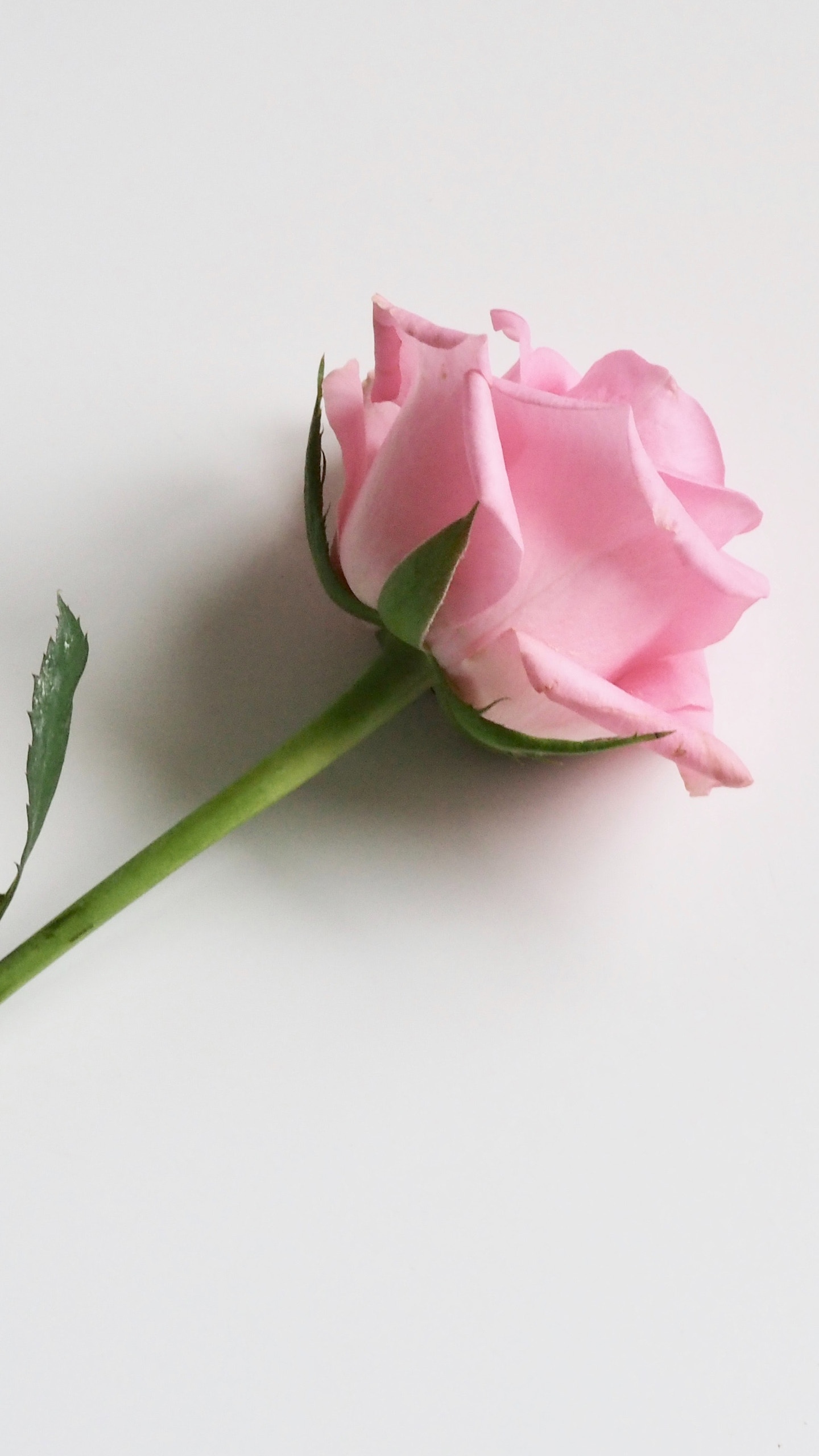 玫瑰花代表爱的宣言
