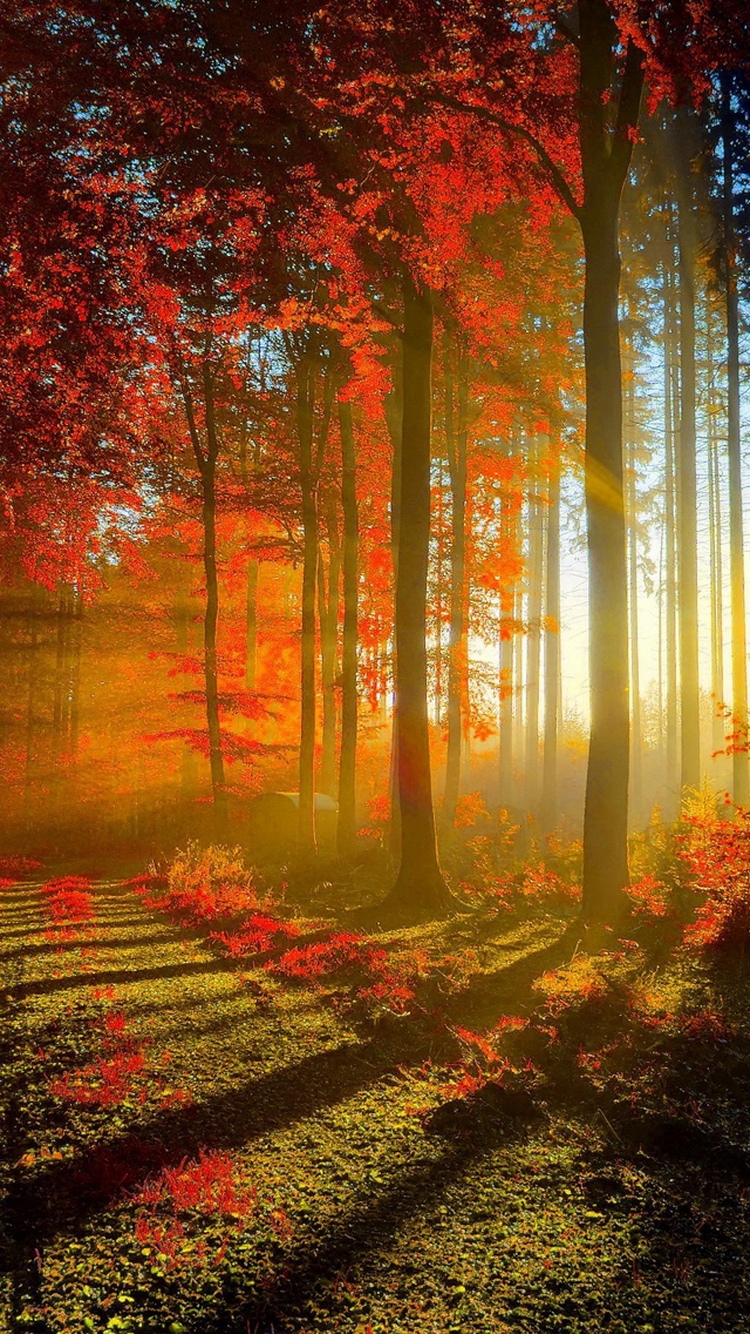 秋天太阳光线照进红色森林