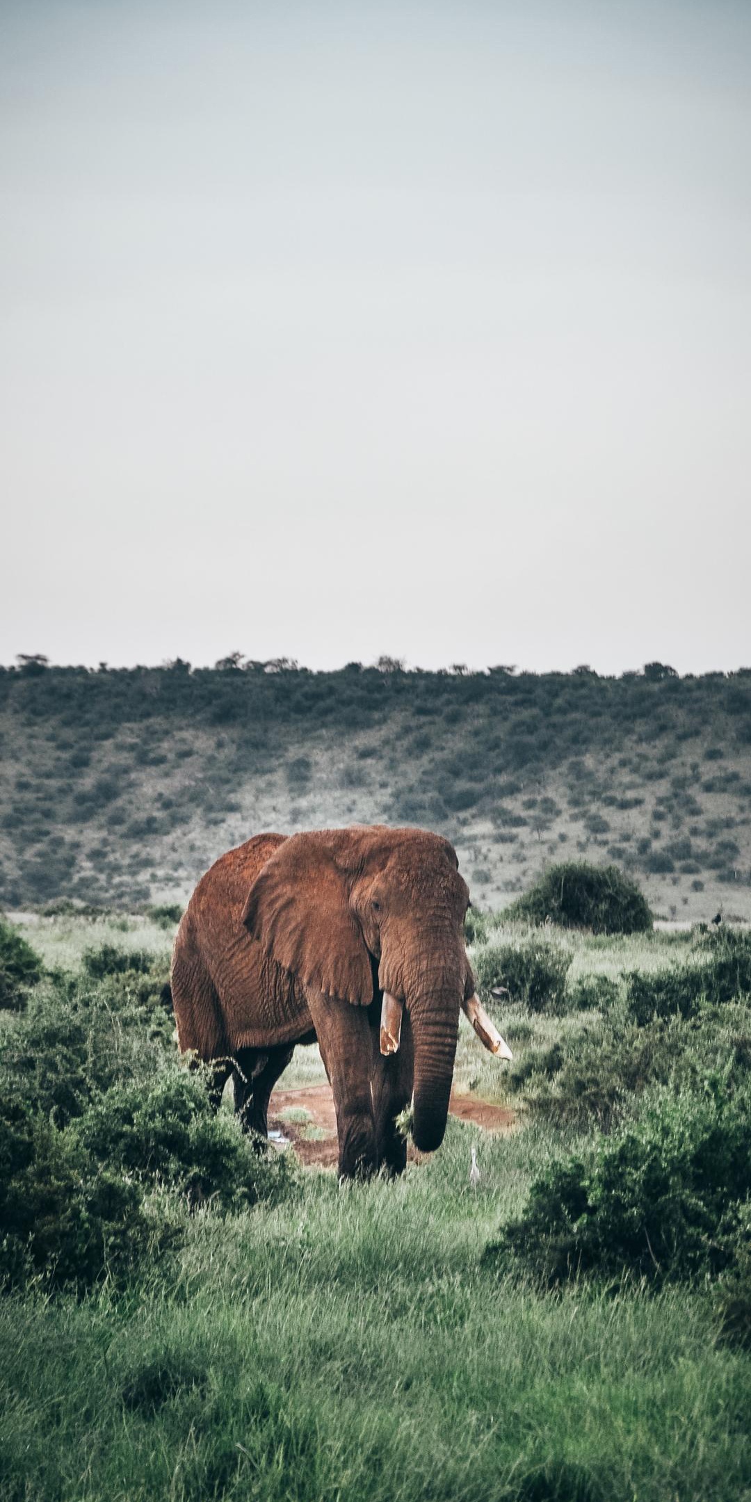 荒野中孤独的大象