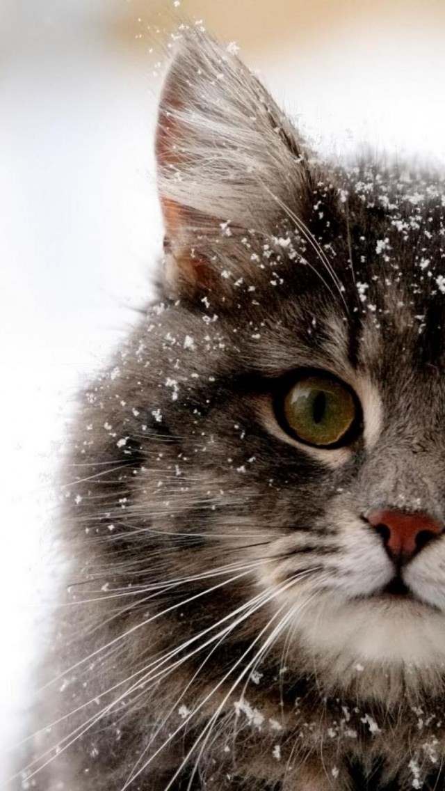 雪中的猫