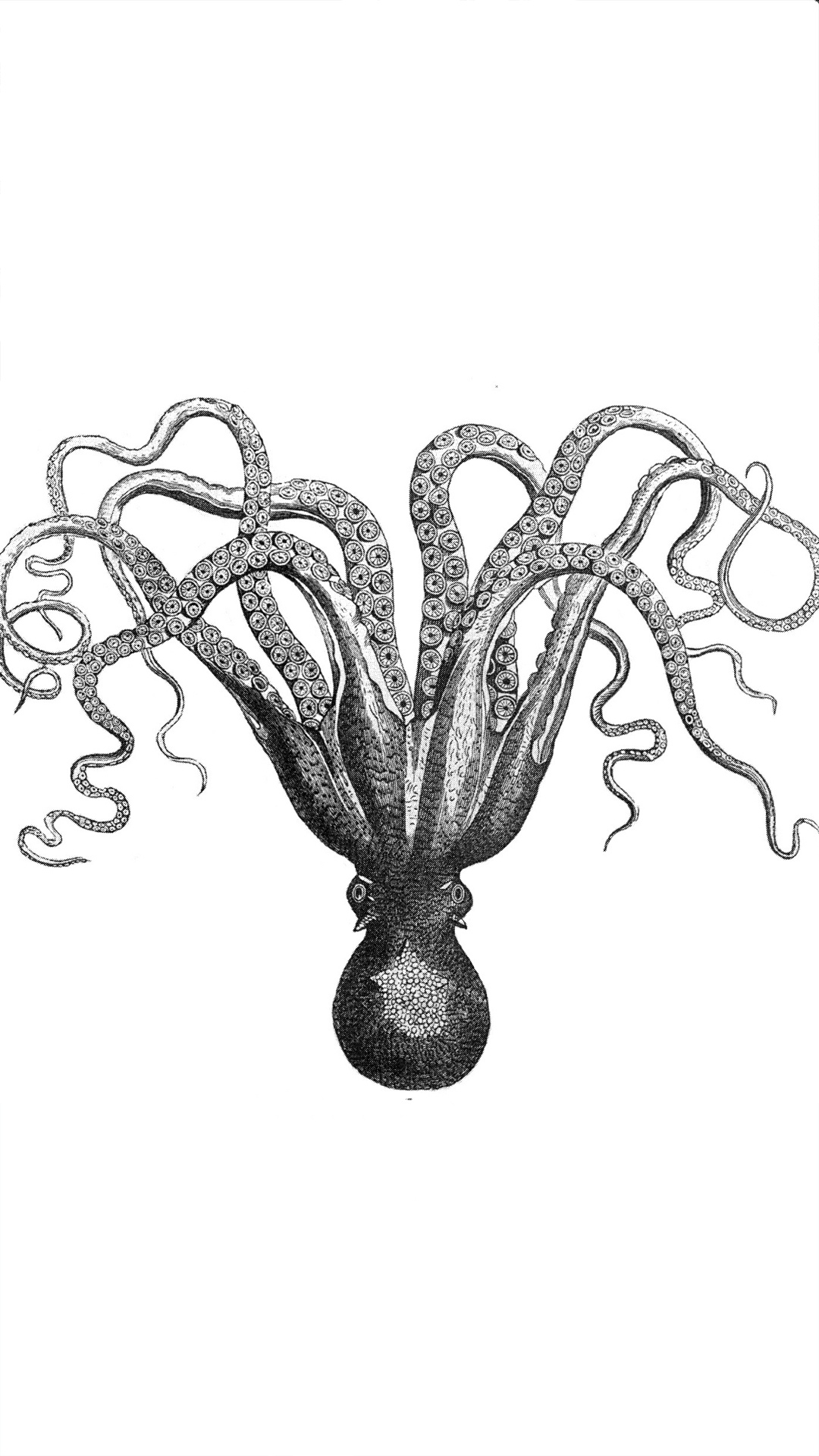 章鱼抽象3D设计