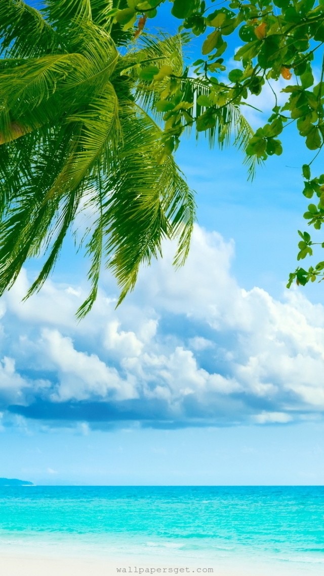 热带天堂海滩和棕榈树