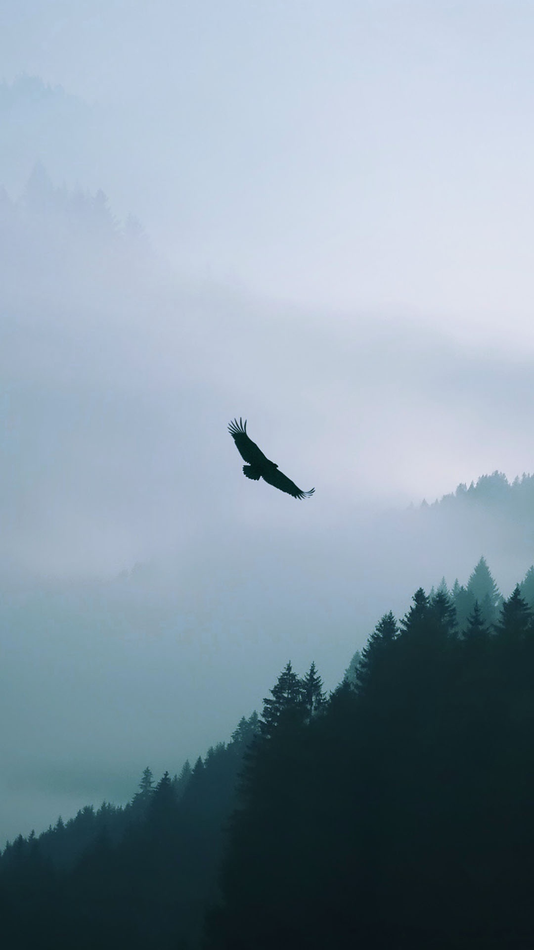 鹰飞越迷雾森林