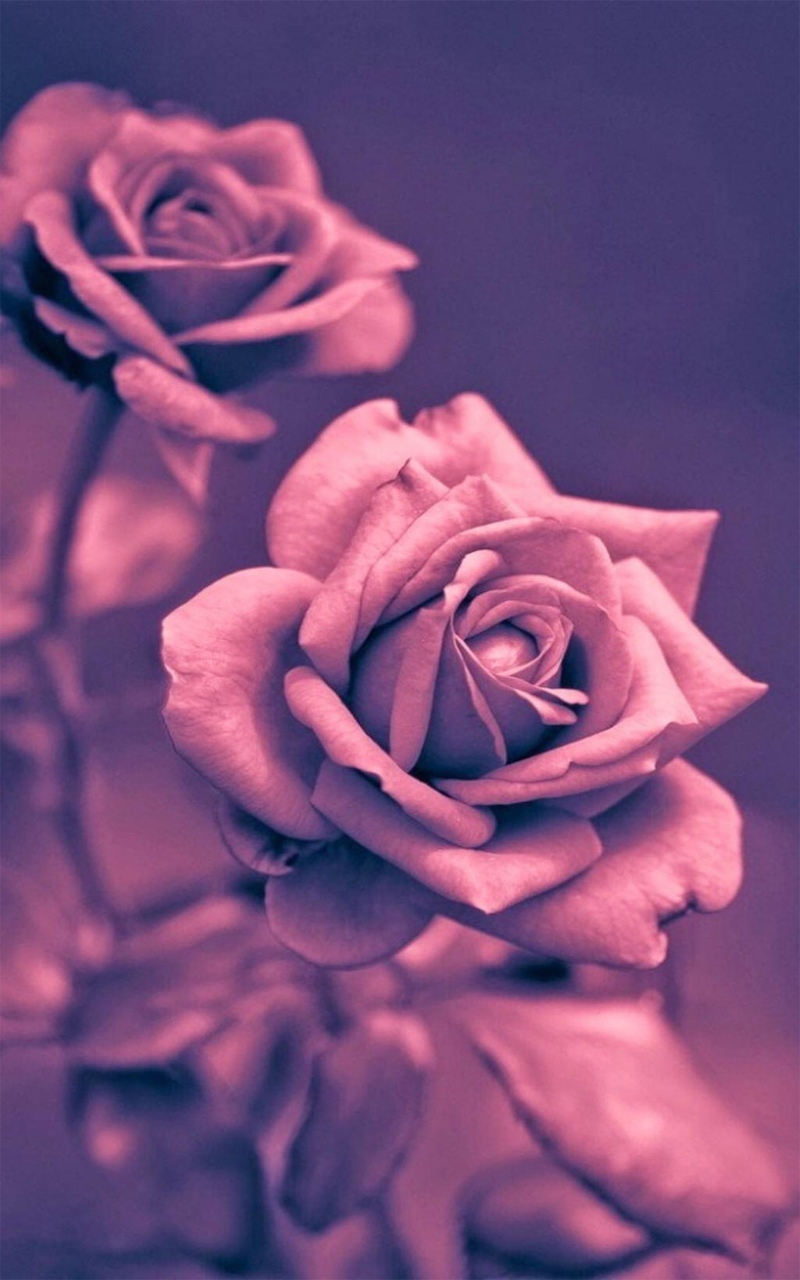 美丽的粉红色玫瑰特写
