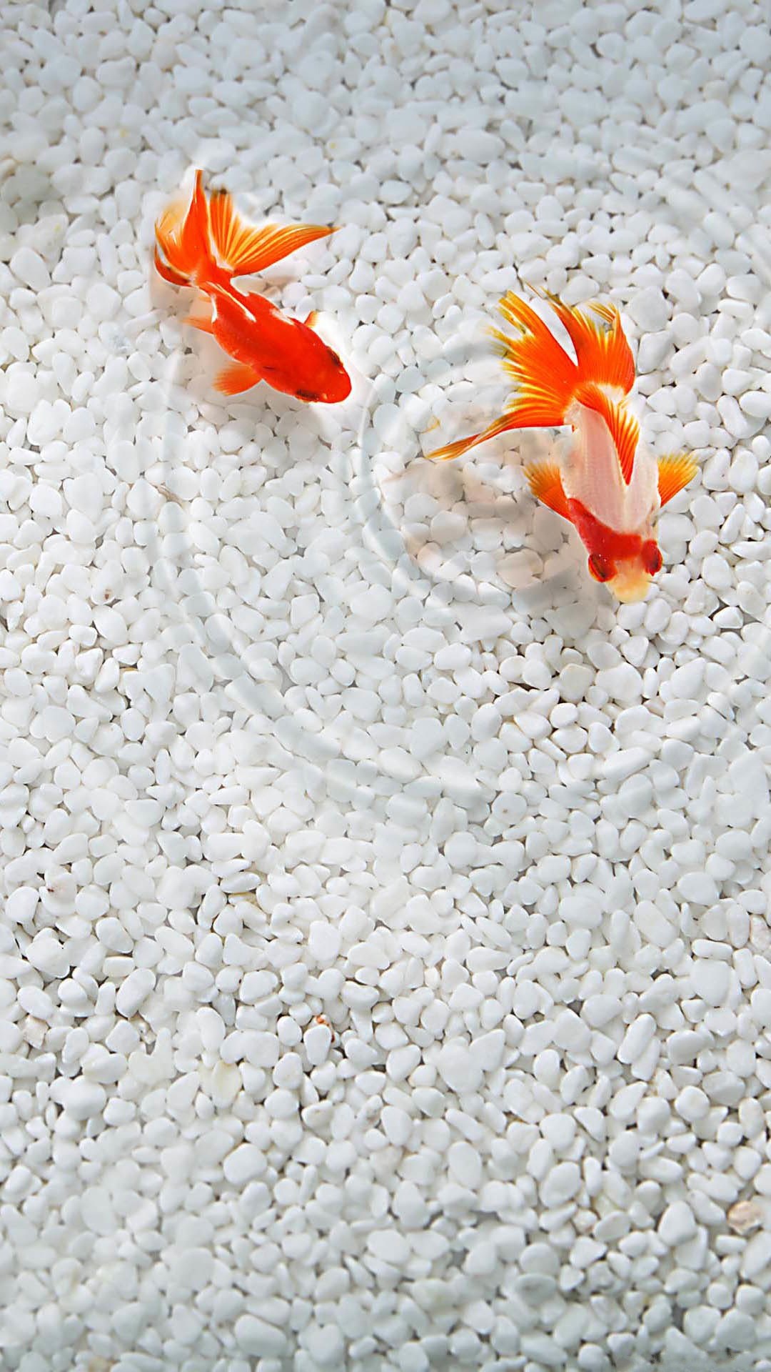 橙色腼腆鱼在白沙水里