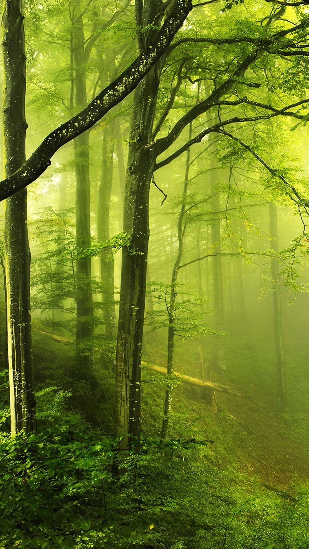幻想绿色森林