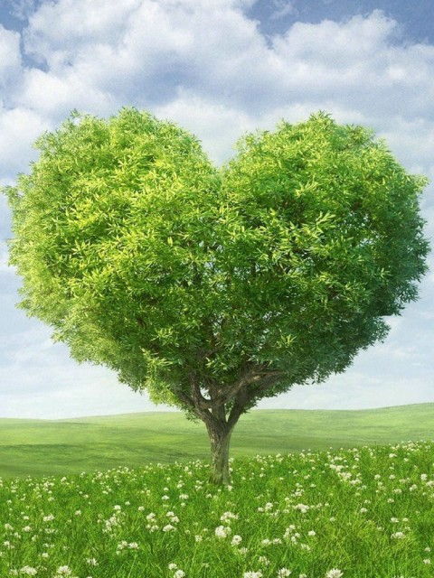 绿色爱情树