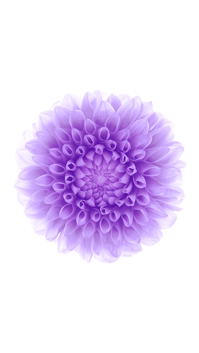 白色背景紫色花朵