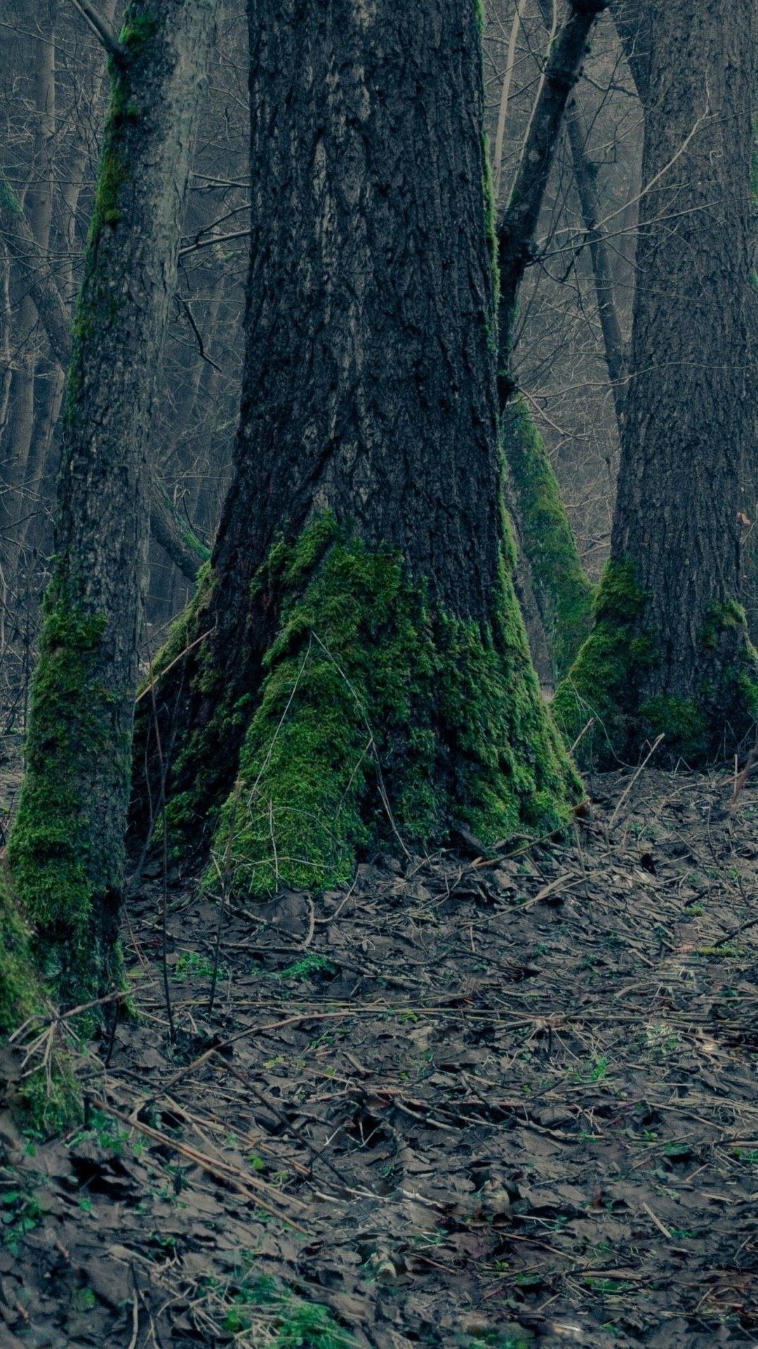 森林中的苔藓树