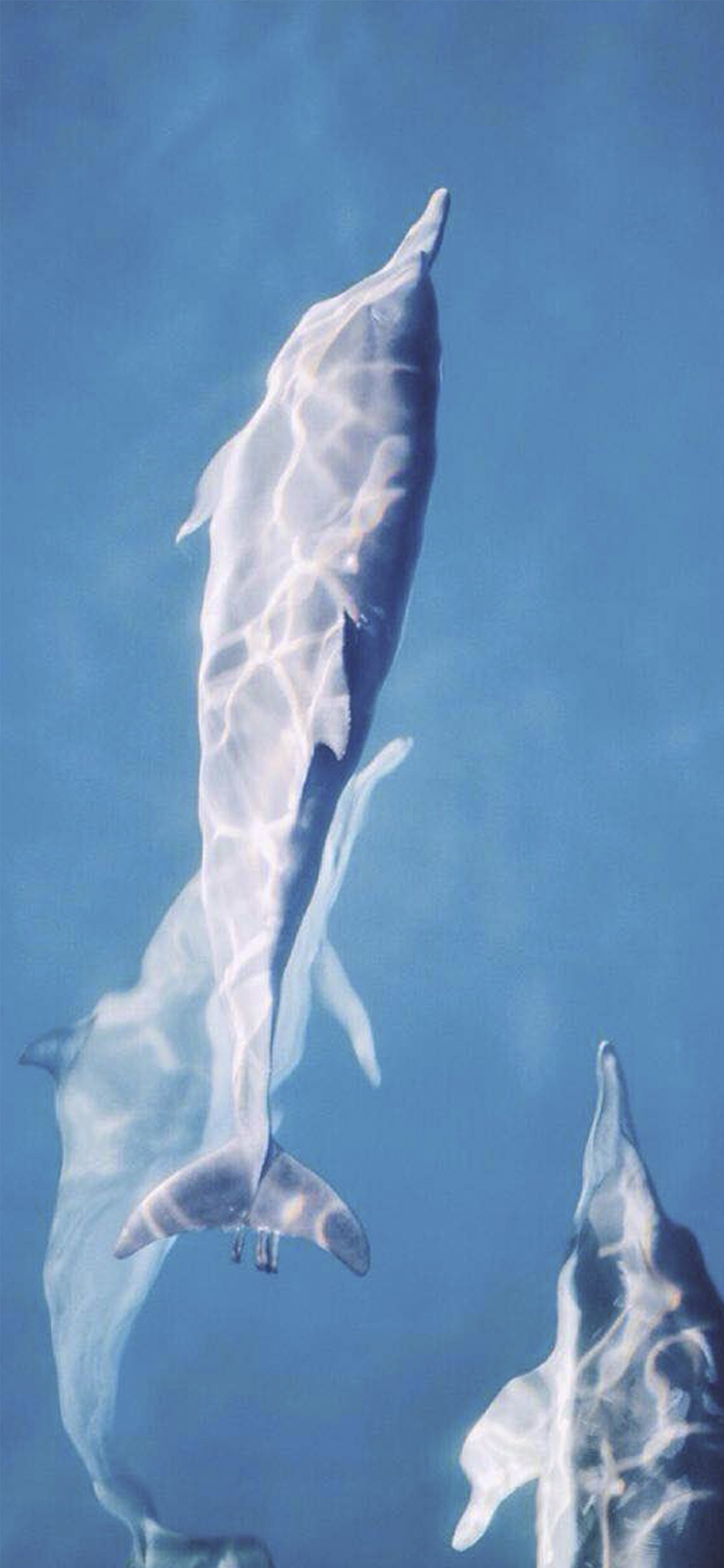 世界旅游日/畅游的海豚