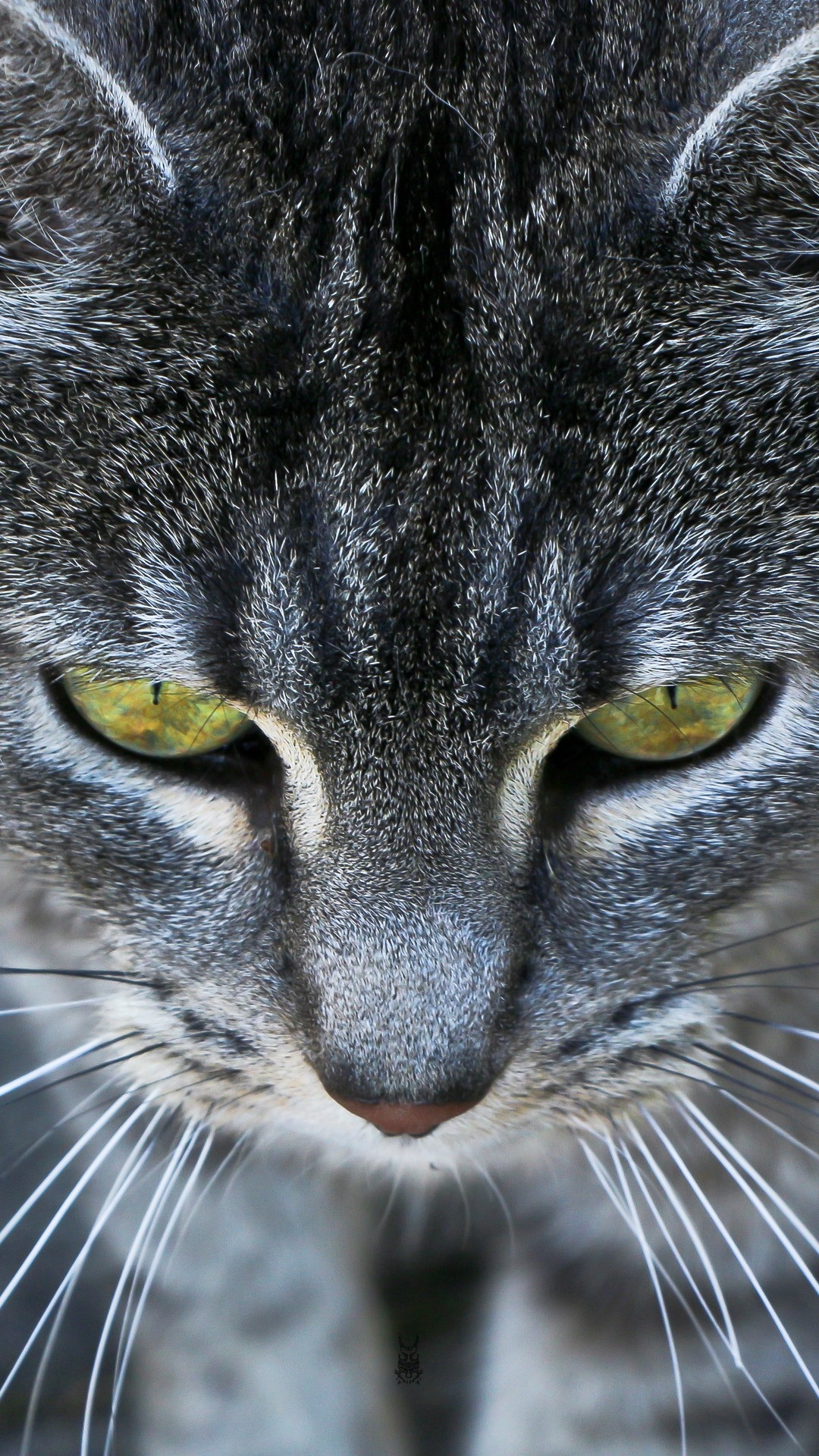 灰猫的眼睛