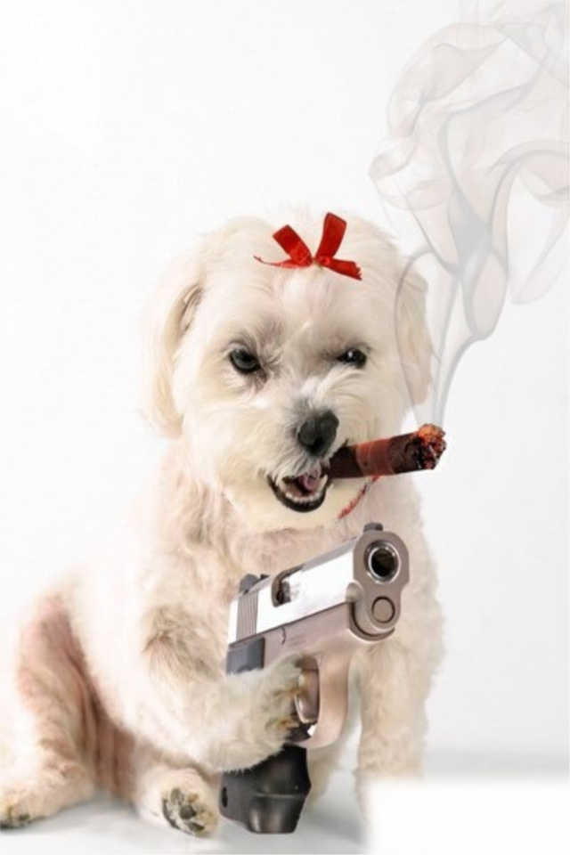 小狗抽烟