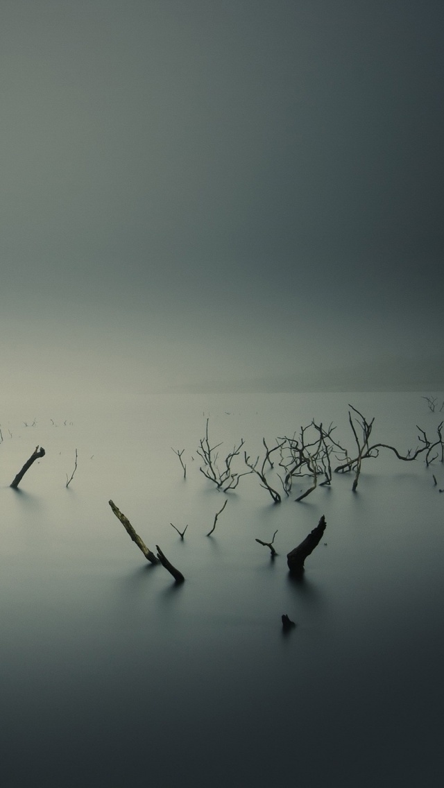 平静的湖阴云密布的死树
