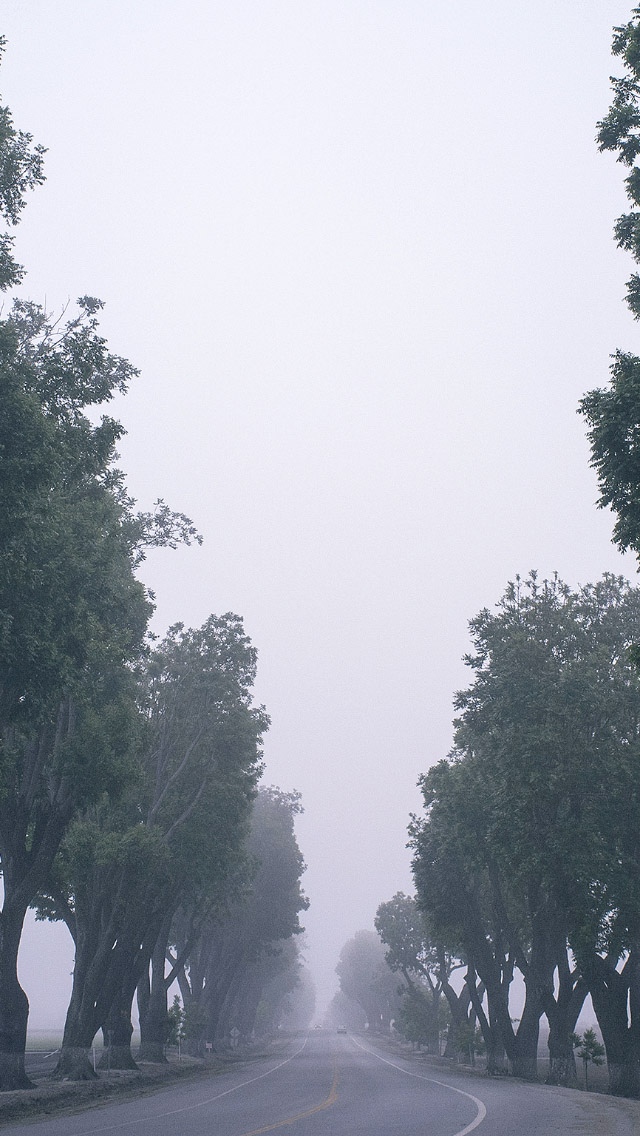 有雾的树木公路