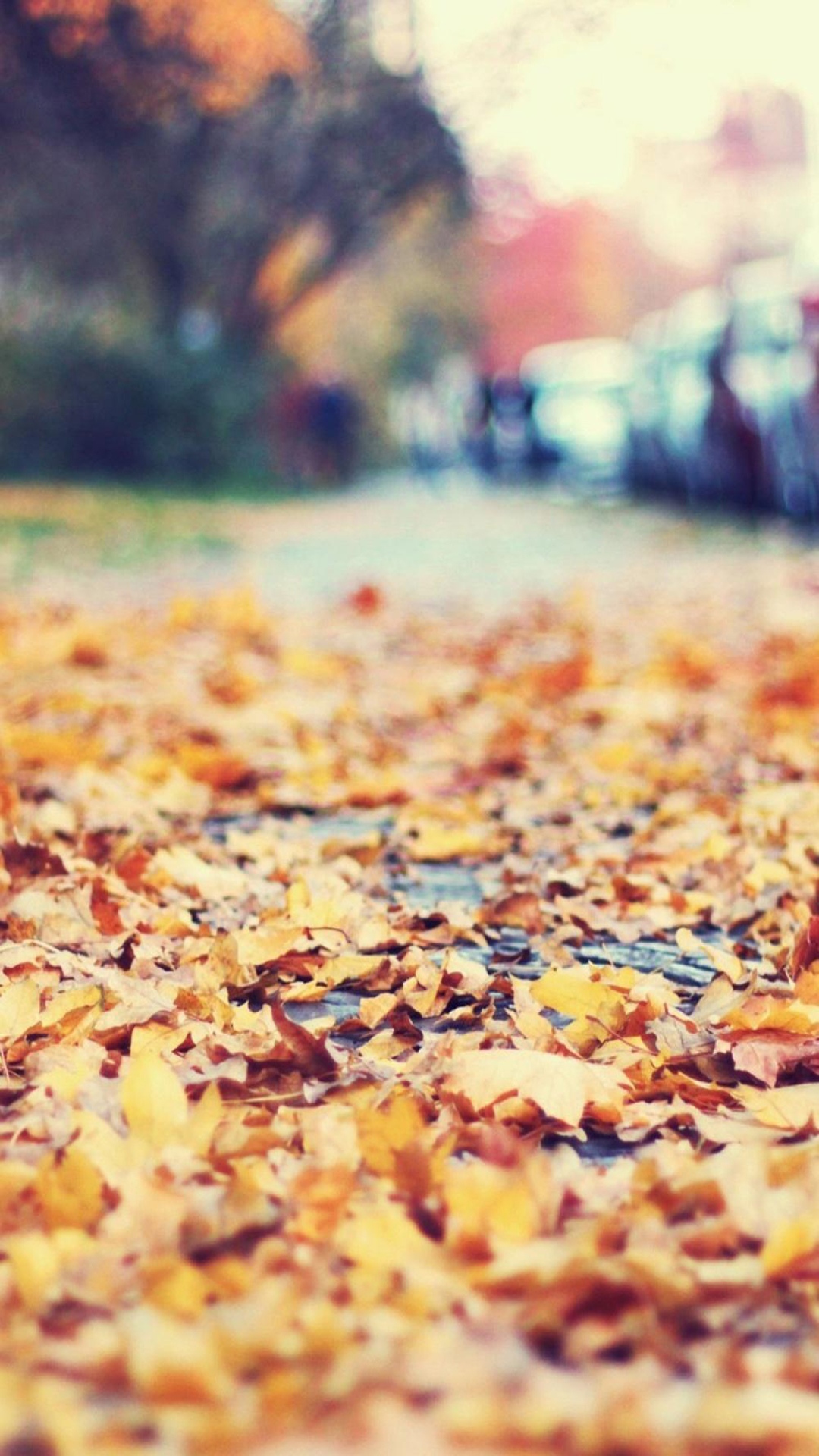 秋天街头树叶