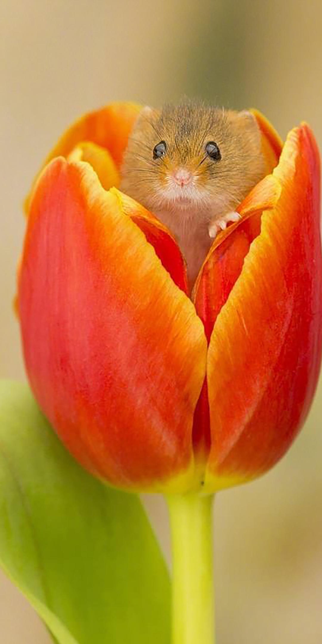 花苞里的可爱小仓鼠