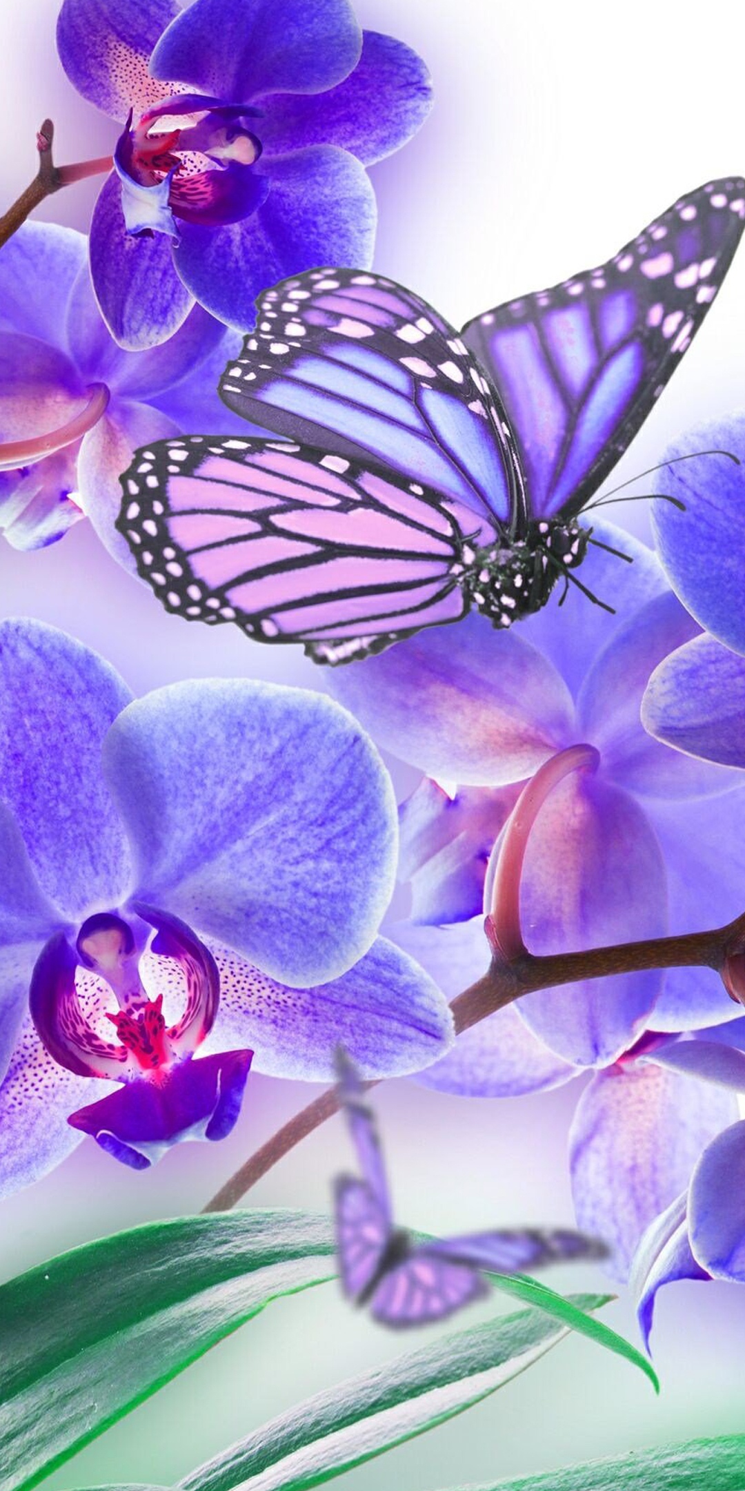 紫色的花蝴蝶