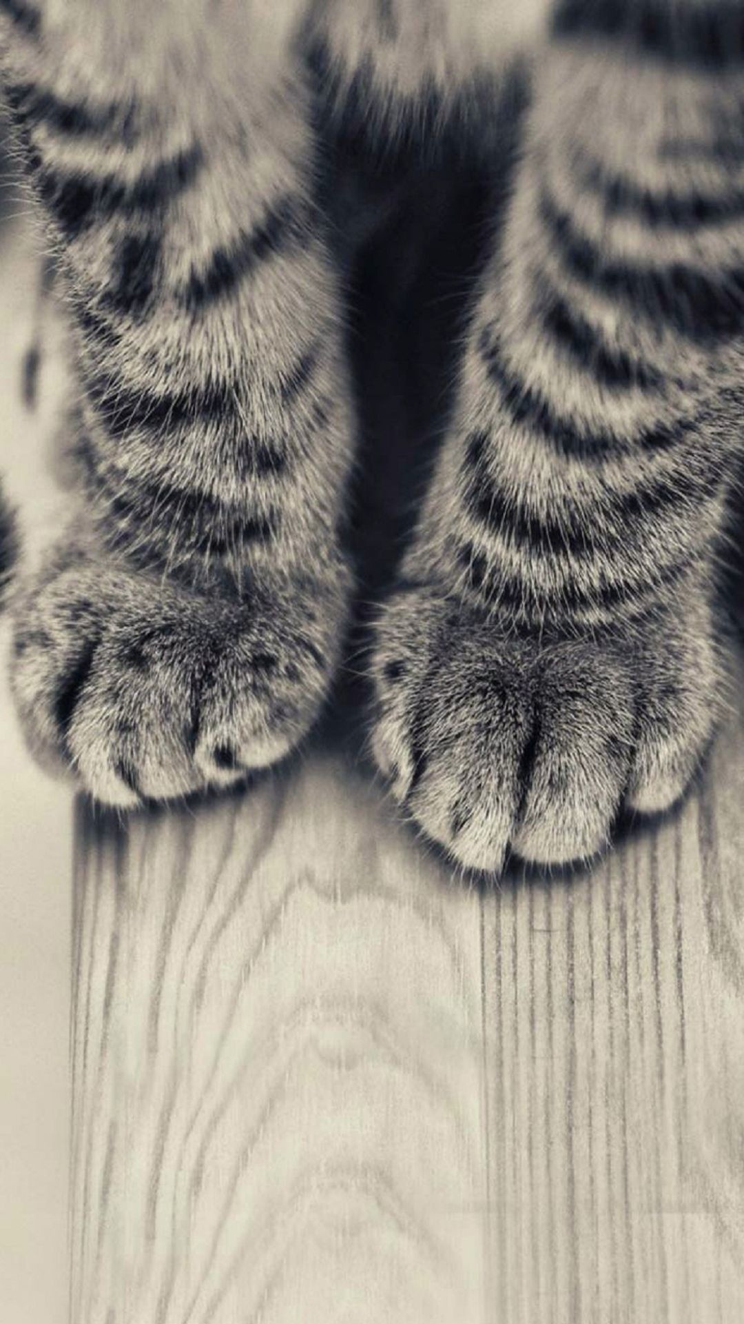 条纹小猫腿和木地板