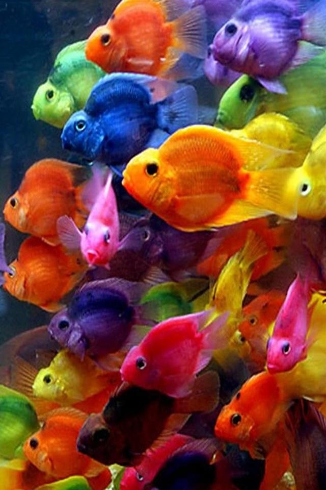 多姿多彩的鱼