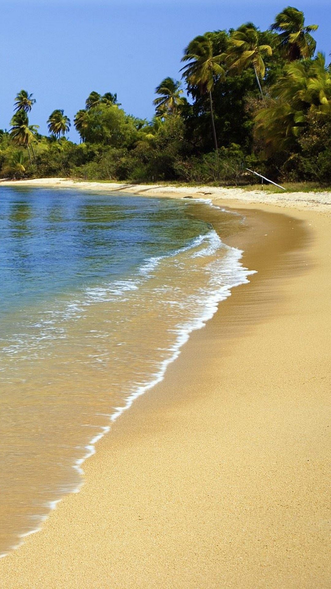 波多黎各海滩沙滩棕榈树