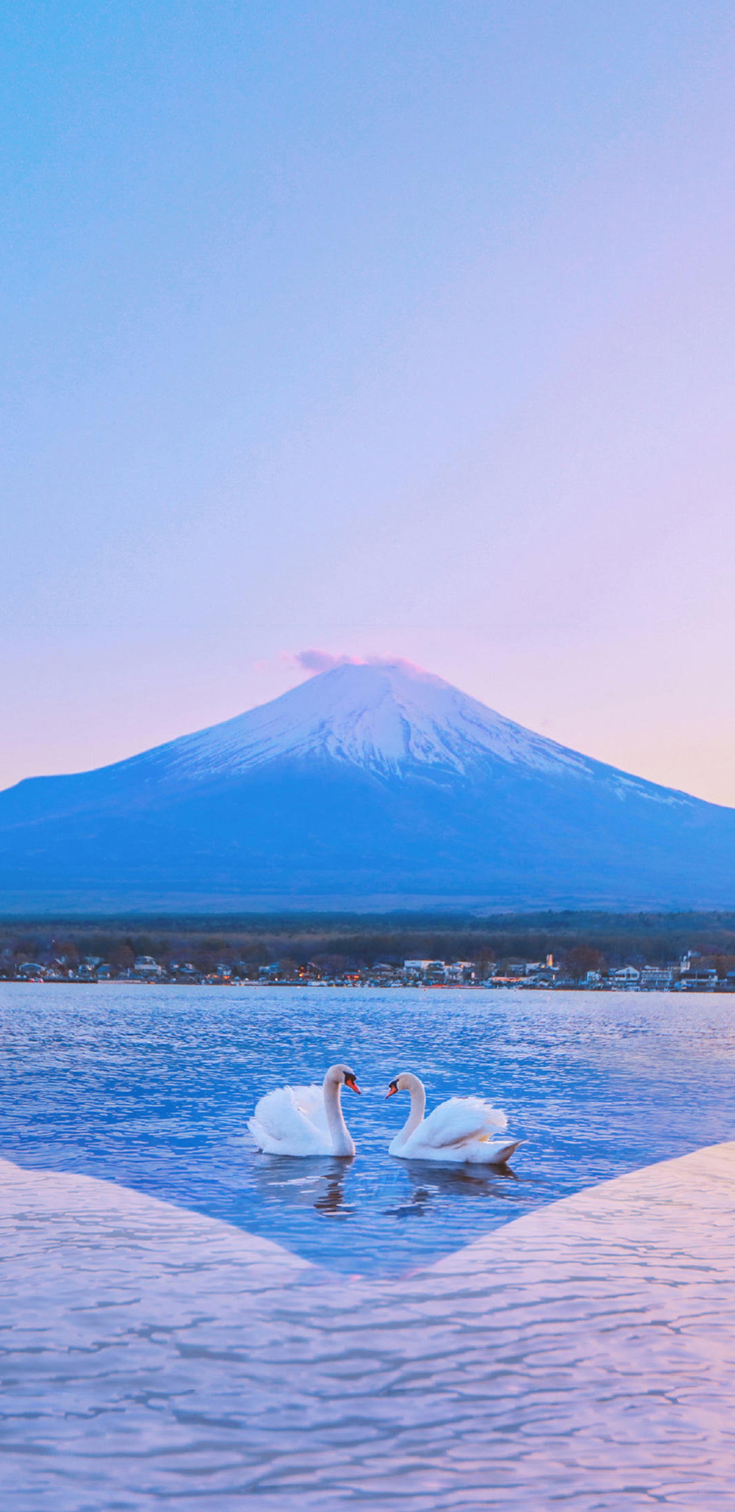 富士山下的美丽天鹅