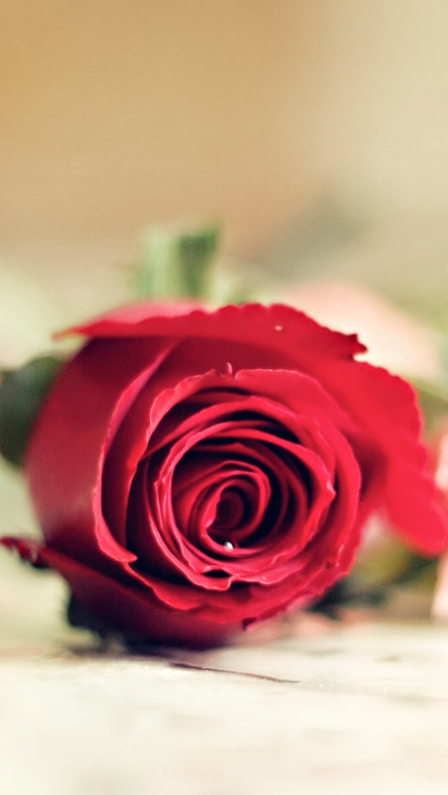 红玫瑰的爱情