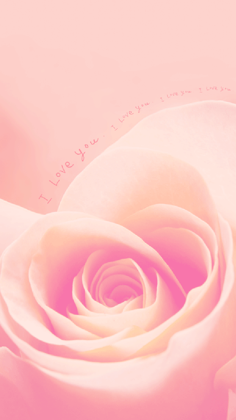 爱情的玫瑰花