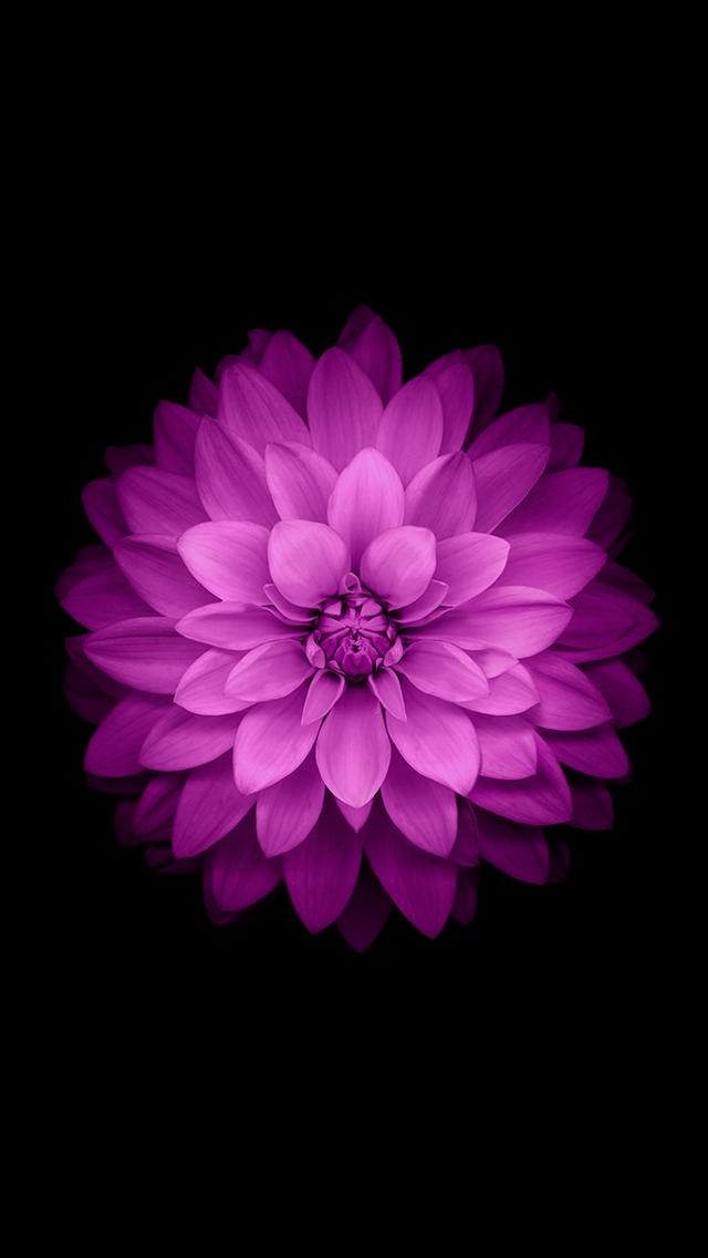 黑色背景下的紫色花朵
