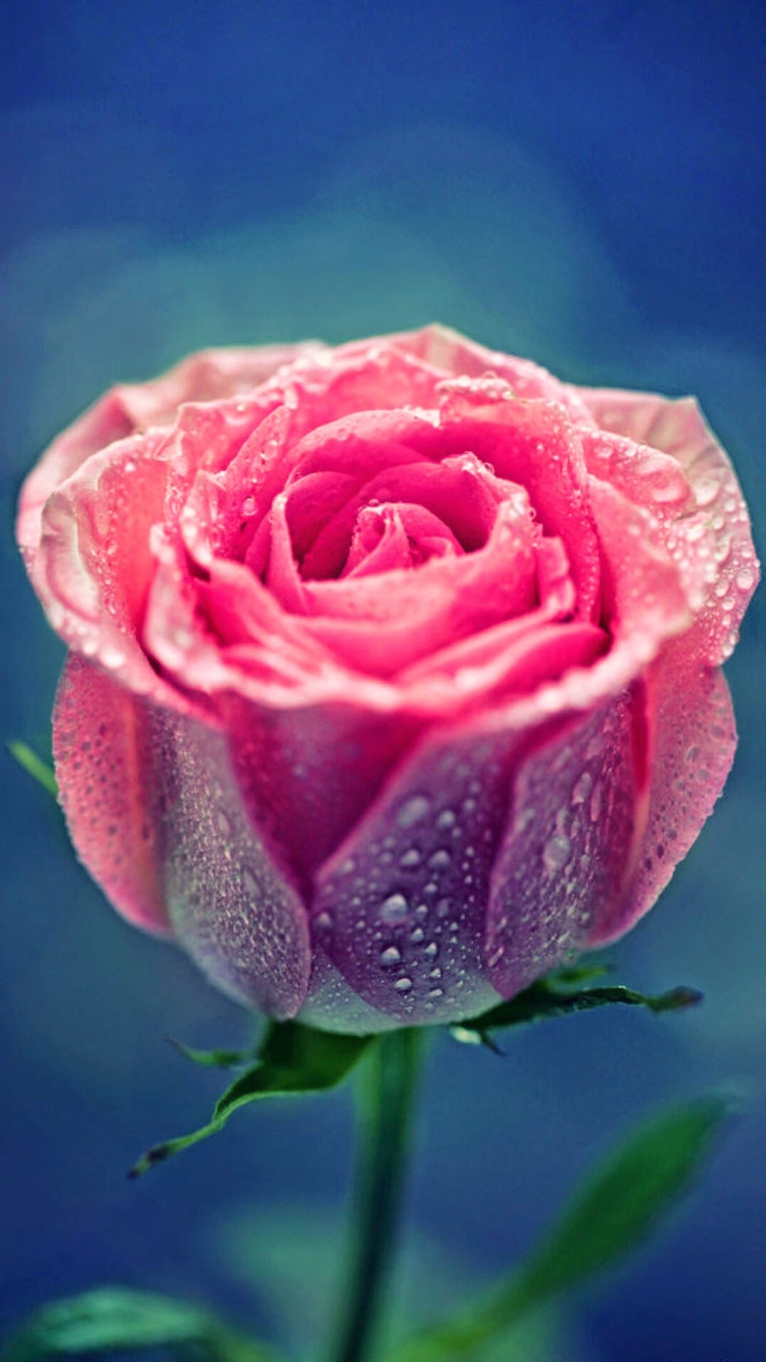 闭合的粉红玫瑰露珠