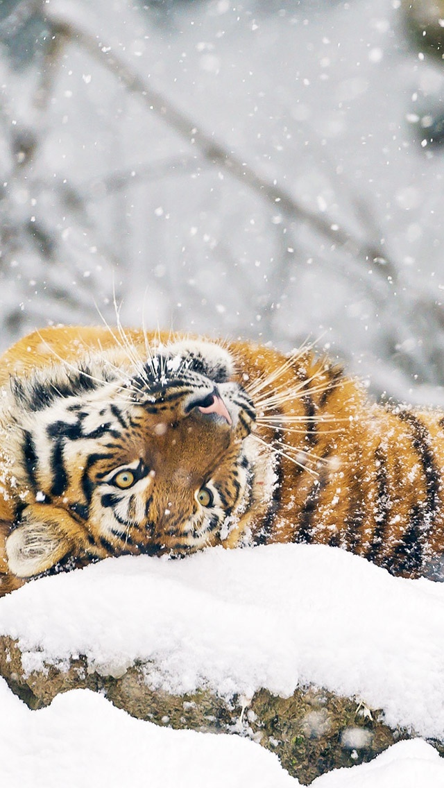 可爱的西伯利亚虎
