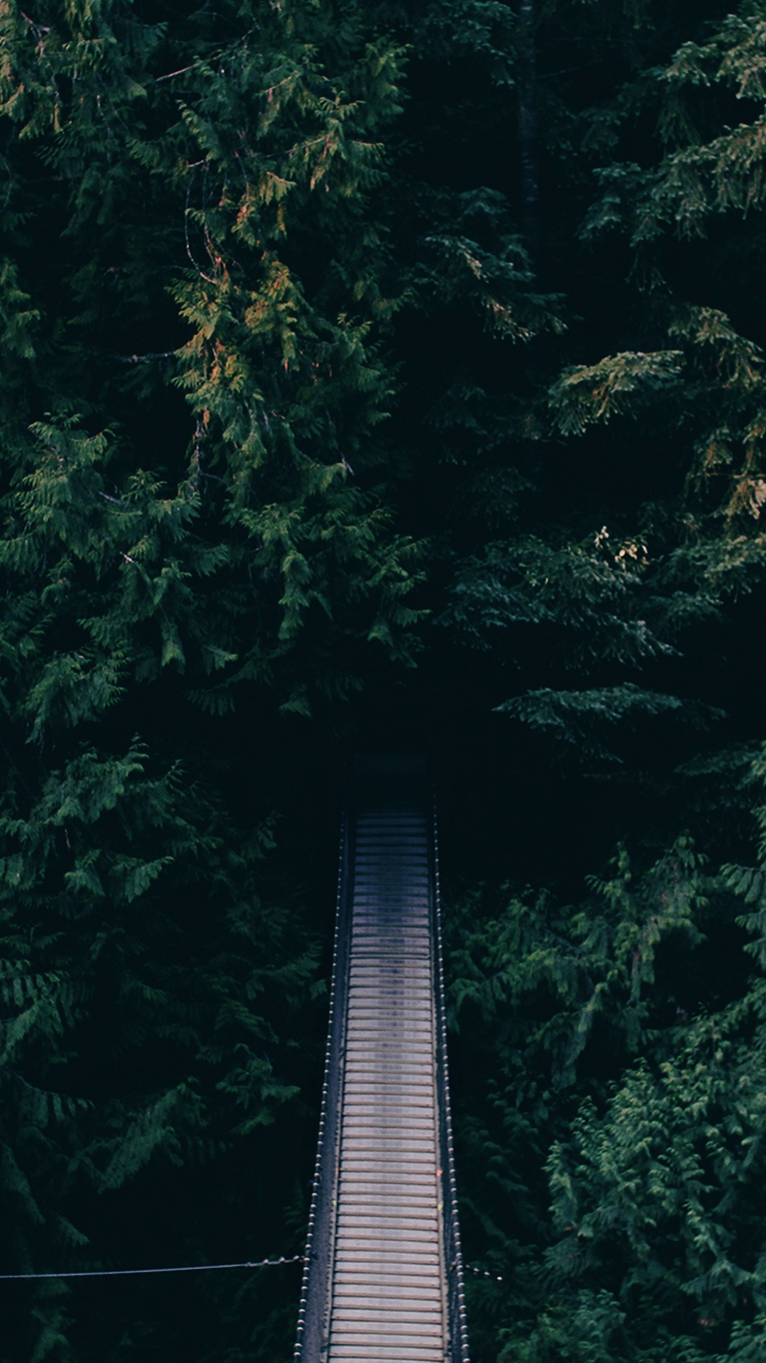 悬浮森林桥