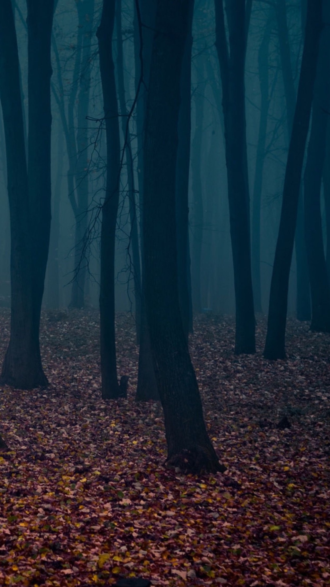 幽灵般的秋季森林叶子