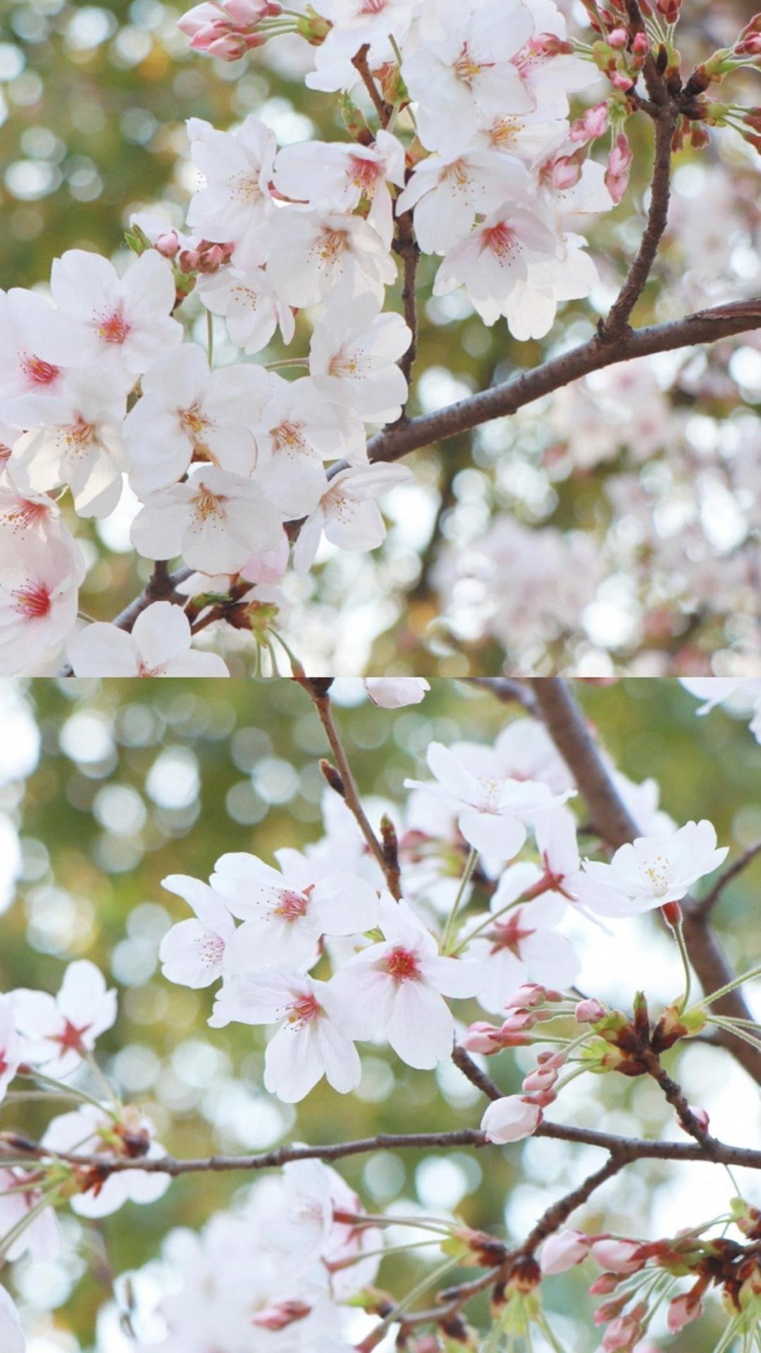 阳春三月,桃花盛开季节